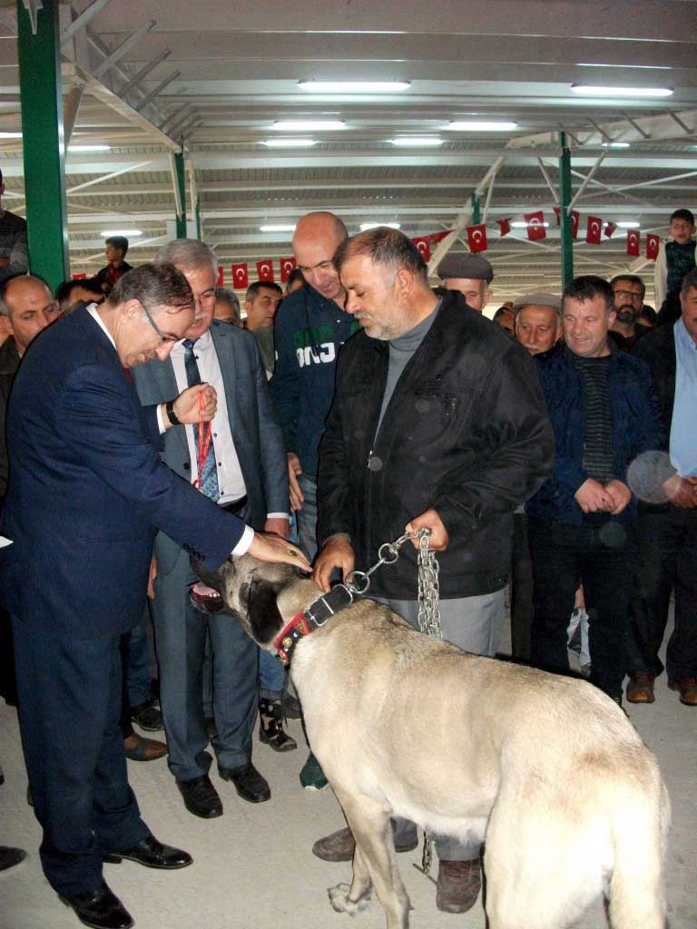 Mustafakemalpaşa’da hayvan güzellik yarışması 