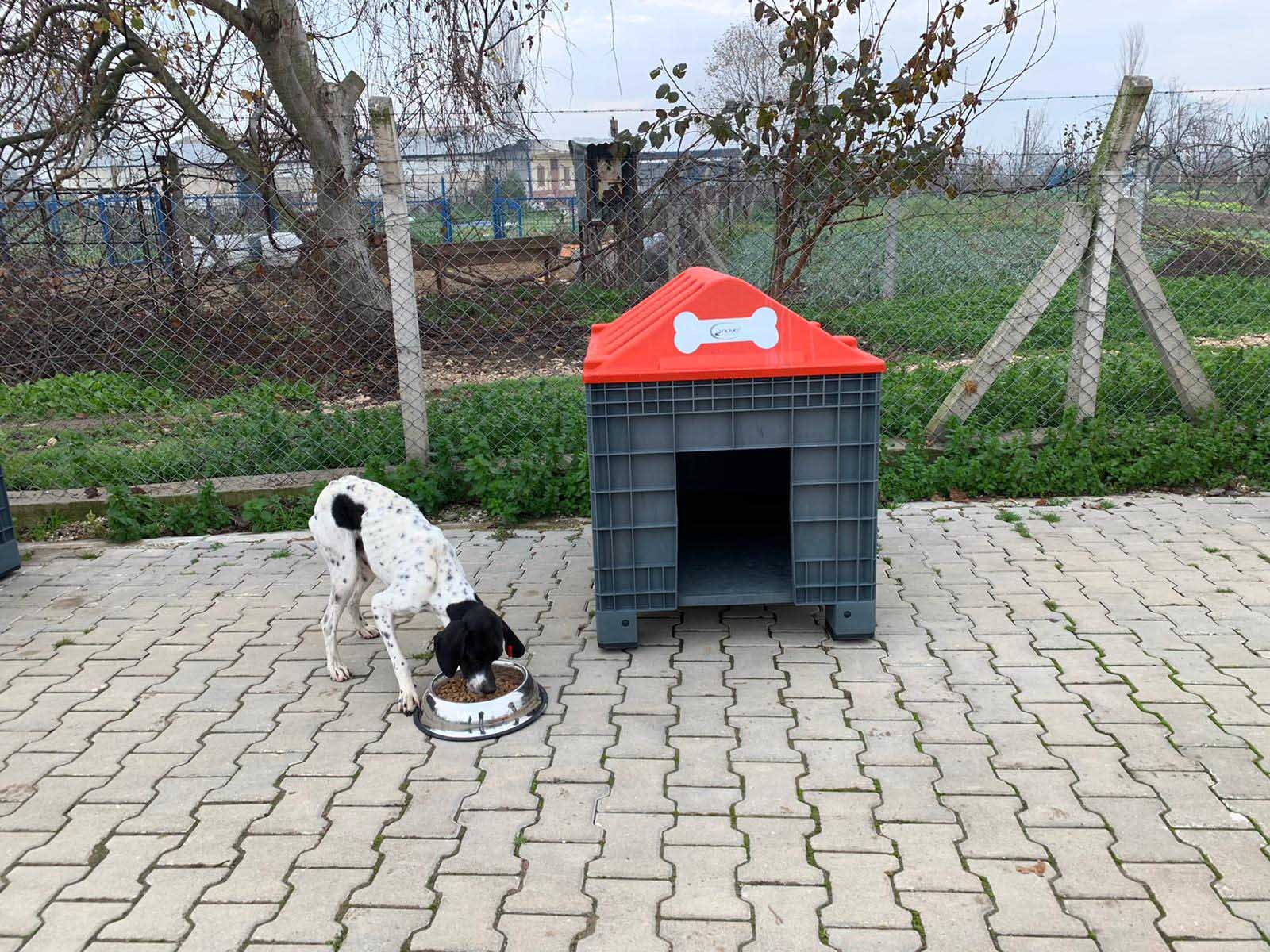 PLASTİK ATIKLAR SEVİMLİ DOSTLARA YUVA OLUYOR