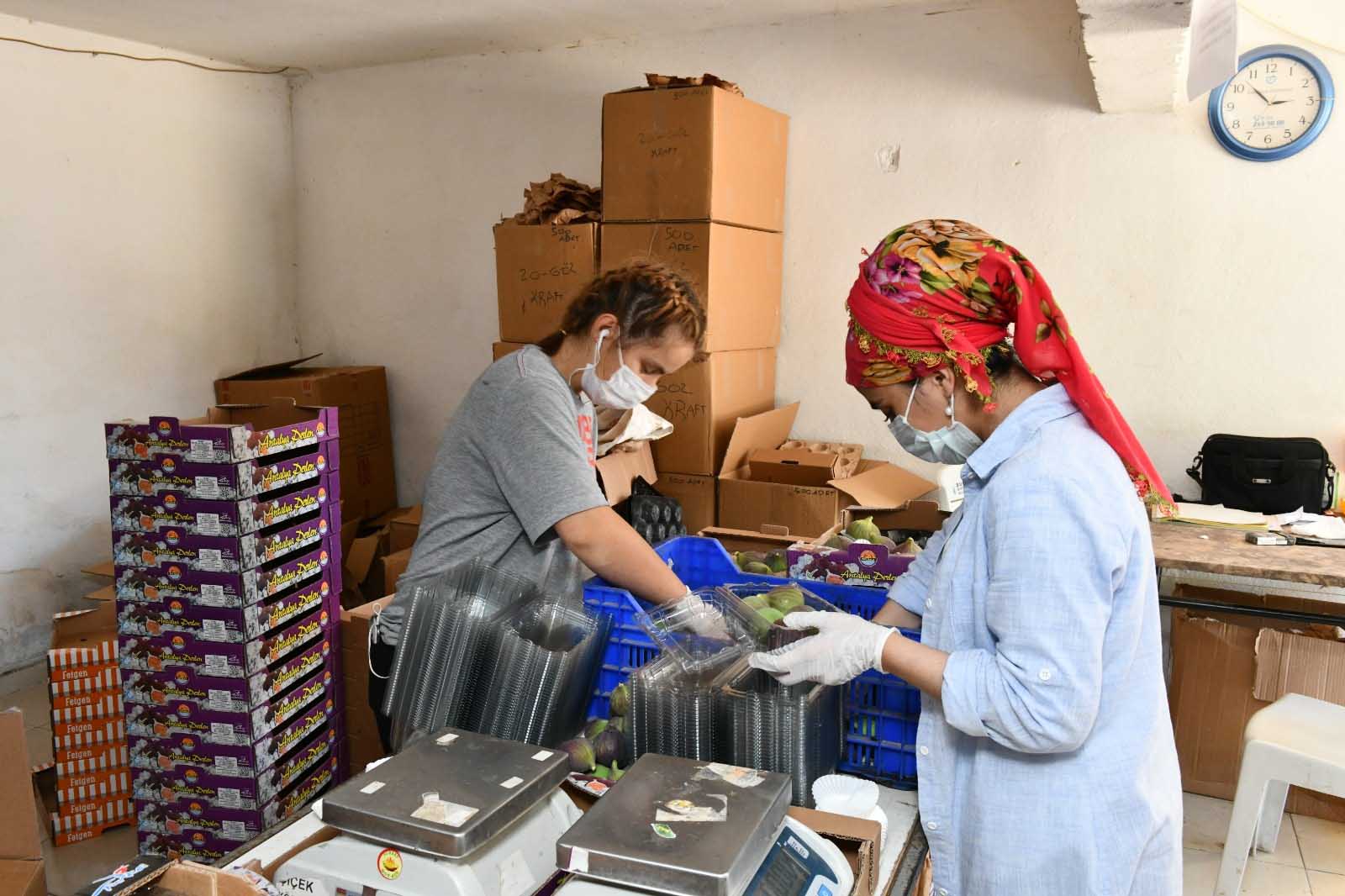 DÜNYANIN EN LEZZETLİ İNCİRİ MUSTAFAKEMALPAŞA'DA YETİŞİYOR