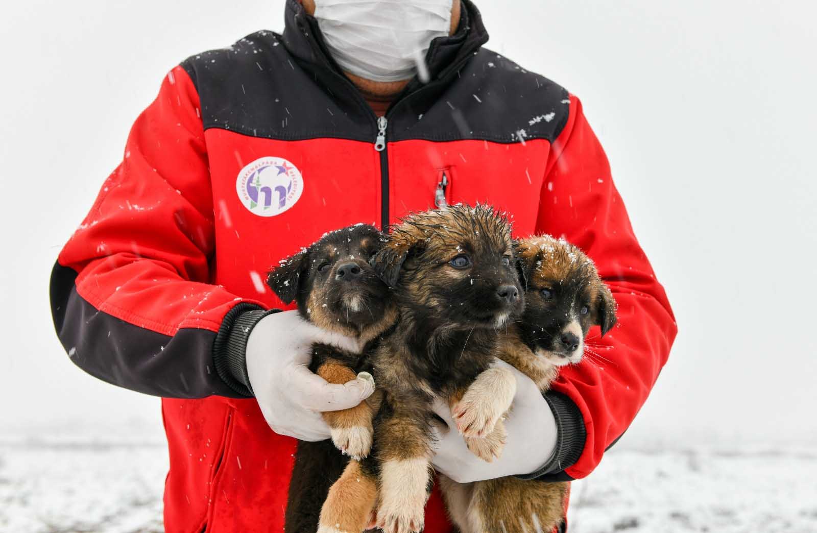 11 YAVRU KÖPEK DONMAKTAN SON ANDA KURTARILDI