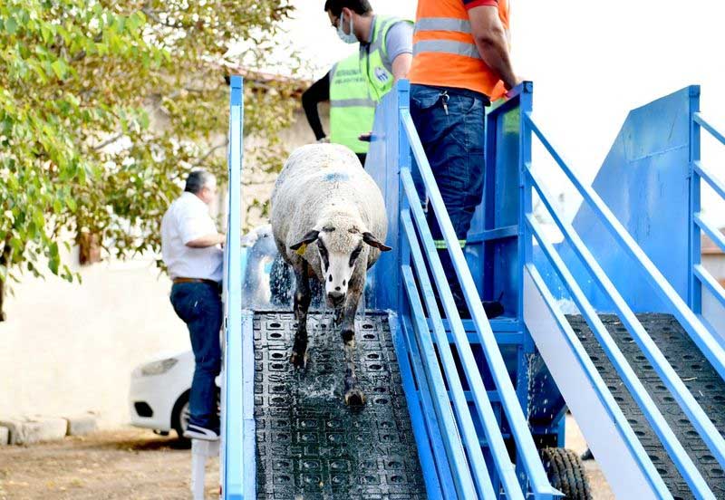 MUSTAFAKEMALPAŞA BELEDİYESİ ÜRETTİ:YERLİ KOYUN BANYOSU