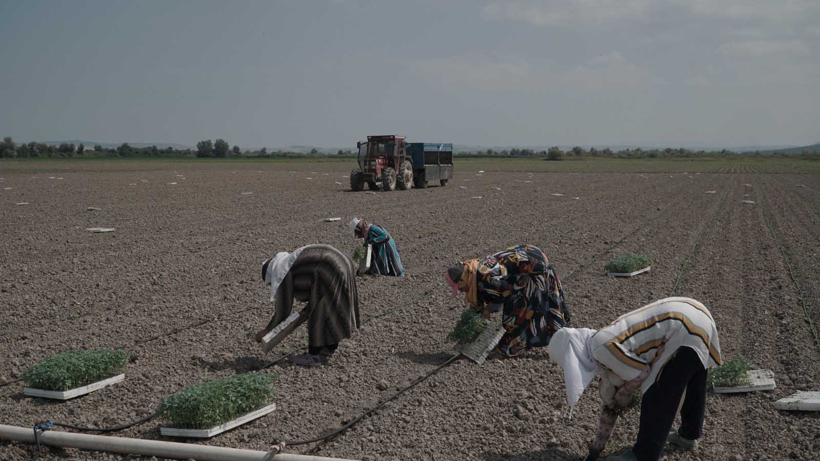 MUSTAFAKEMALPAŞA’DA 280 BİN TON SALÇALIK DOMATESİN EKİMİ BAŞLADI