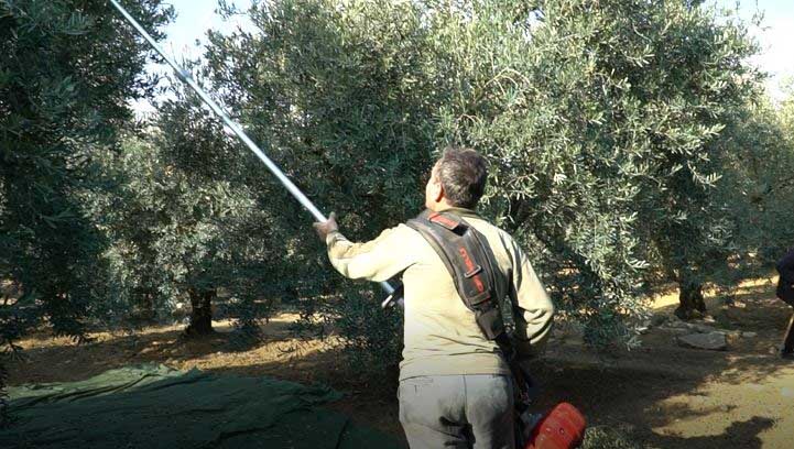 MUSTAFAKEMALPAŞA’DA ZEYTİN HASADI MESAİSİ SÜRÜYOR