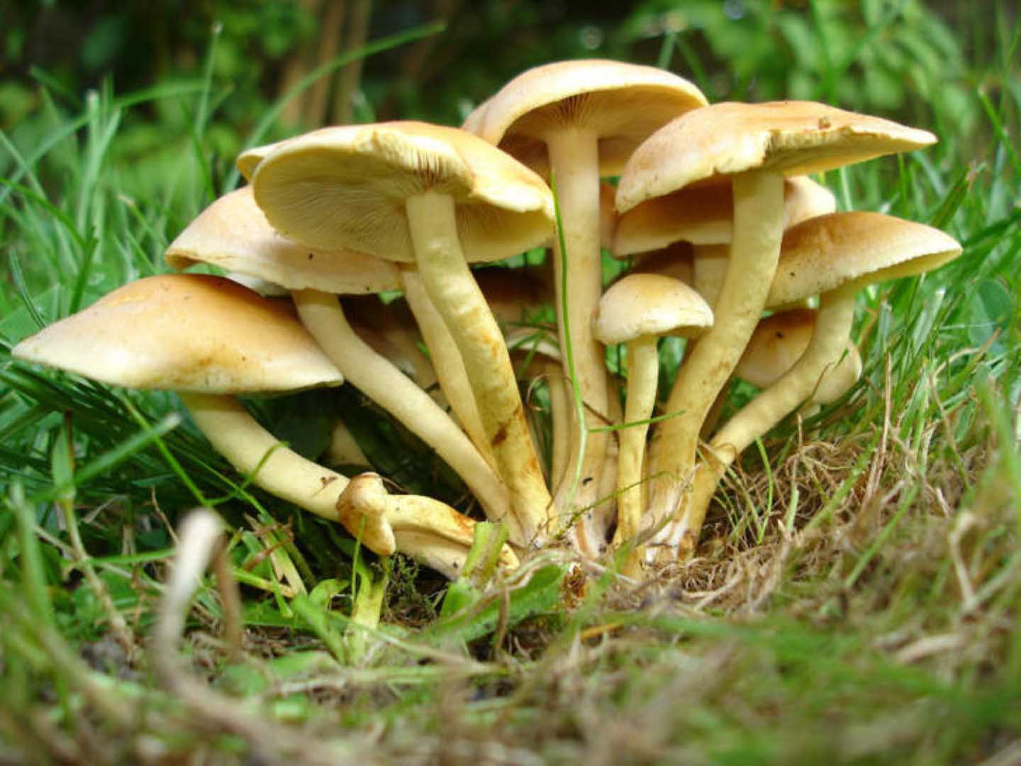 Mantar zehirlenmelerine dikkat!